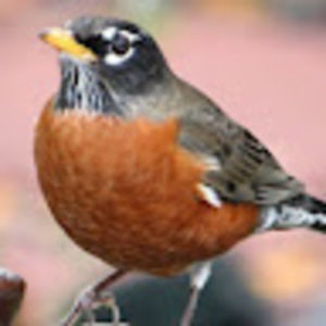 Meet your Posher, Ann